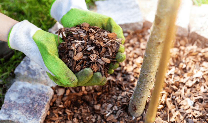 Neira Lawncare Services